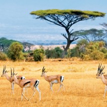 Nam Phi - Thiên đường bí ẩn