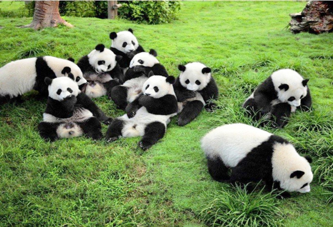 THÀNH ĐÔ - CỬU TRẠI CÂU - LẠC SƠN - CV GẤU TRÚC 6 ngày 5 đêm