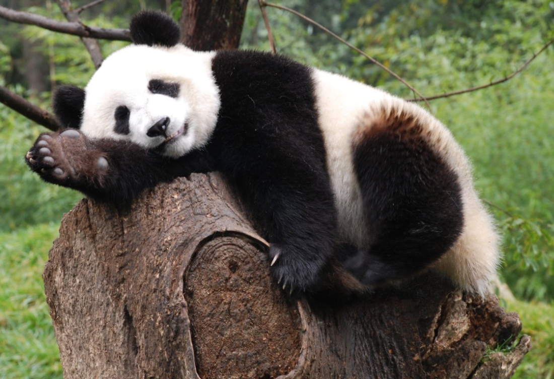 THÀNH ĐÔ - CỬU TRẠI CÂU - LẠC SƠN - CV GẤU TRÚC 6 ngày 5 đêm