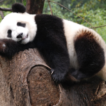 THÀNH ĐÔ - CỬU TRẠI CÂU - LẠC SƠN - CV GẤU TRÚC 6 ngày 5 đêm