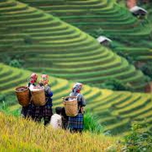 Tây Bắc số 5 (Mù Cang Chải - Sapa - L.Châu - Đ.Biên - M.Châu - M.Châu) 5N5D