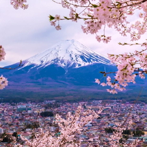 NHẬT BẢN:OSAKA – KYOTO – NAGOYA – PHÚ SĨ – TOKYO LỄ HỘI HOA ANH ĐÀO