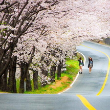 HÀN QUỐC LIÊN TUYẾN: BUSAN - DAEGU - SEOUL 6N5Đ LỄ HỘI HOA ANH ĐÀO