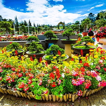 ĐÀ LẠT 3N3Đ TẾT TÂY