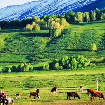 Khám Phá Bắc Tân Cương 9N9Đ: Urumqi – Kanas – Y Ninh | Tour No Shop, Trải Nghiệm Tàu Hỏa Tuyệt Đẹp