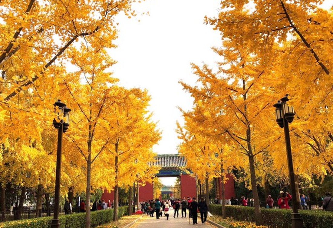 Tour Cung Đường Vàng Trung Hoa 7 Ngày 6 Đêm: Bắc Kinh – Tô Châu – Hàng Châu – Tây Đường – Thượng Hải