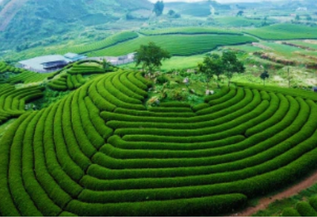 Tour Tây Bắc 3 Ngày 2 Đêm: Hà Nội – Mộc Châu – Mường Phăng – Điện Biên | Săn Hoa Ban & Hành Trình Lịch Sử