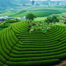 Tour Tây Bắc 3 Ngày 2 Đêm: Hà Nội – Mộc Châu – Mường Phăng – Điện Biên | Săn Hoa Ban & Hành Trình Lịch Sử