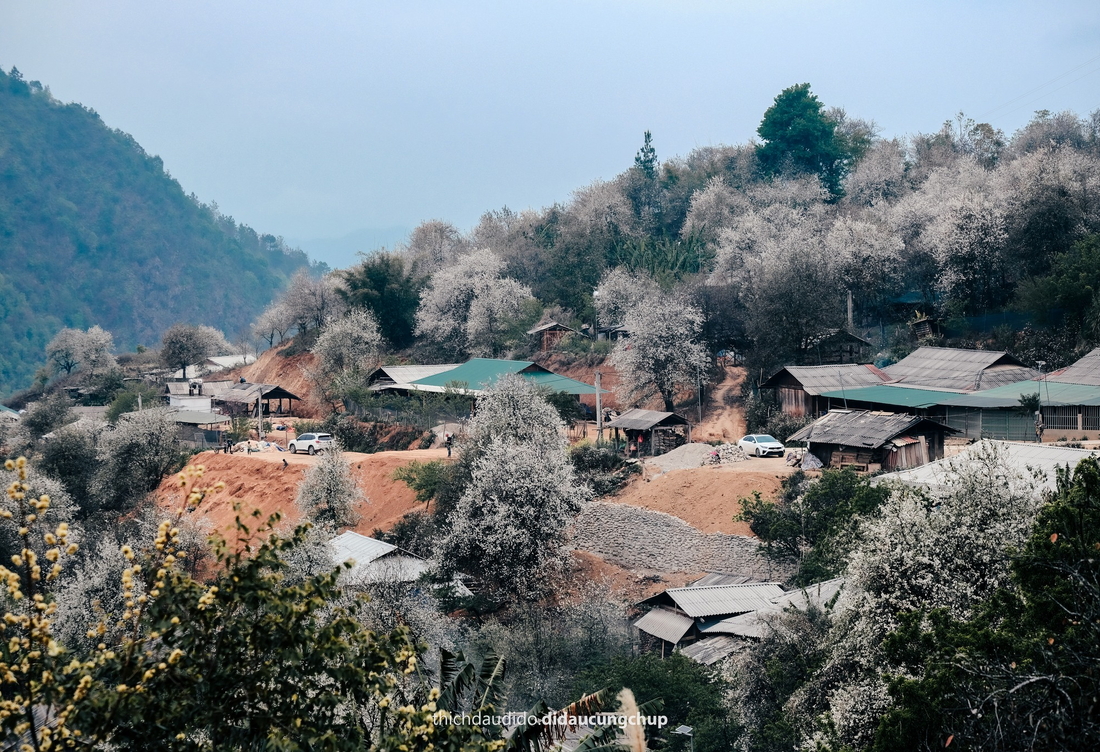 Tour Ngọc Chiến – Hoa Sơn Tra 2N1Đ: Săn mùa hoa trắng trời Tây Bắc – Tắm khoáng nóng bản Lướt