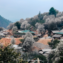 Tour Ngọc Chiến – Hoa Sơn Tra 2N1Đ: Săn mùa hoa trắng trời Tây Bắc – Tắm khoáng nóng bản Lướt