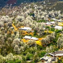 Tour Ngọc Chiến – Hoa Sơn Tra 2N1Đ: Săn mùa hoa trắng trời Tây Bắc – Tắm khoáng nóng bản Lướt