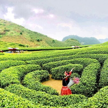 Tour Tây Bắc 5 Ngày 4 Đêm: Mù Cang Chải – Sapa – Fansipan – Điện Biên – Mộc Châu Vòng Cung Hùng Vĩ