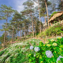 Tour Đà Lạt 3N3D: Happy Hill – LangBiang Land – Quê Garden – Tàu Cổ Trại Mát