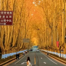 Tour Nam Kinh - Ngưu Thủ Sơn - Bộc Viện - Thượng Hải 5 Ngày 5 Đêm (Chương Trình No Shop)