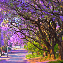 Tour Nam Phi 8 Ngày 7 Đêm Mùa Hoa Phượng Tím: Johannesburg – Pilanesberg – Pretoria – Cape Town