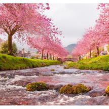 Tour Nhật Bản Mùa Hoa Anh Đào 6 Ngày 5 Đêm Từ Hà Nội: Tokyo – Núi Phú Sĩ – Nagoya – Kyoto – Osaka