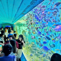 Tour Nha Trang 3 Ngày 2 Đêm đường bay: VinWonders – Bãi Tranh – Con Sẻ Tre – Tháp Bà Ponagar – Tắm Bùn Khoáng