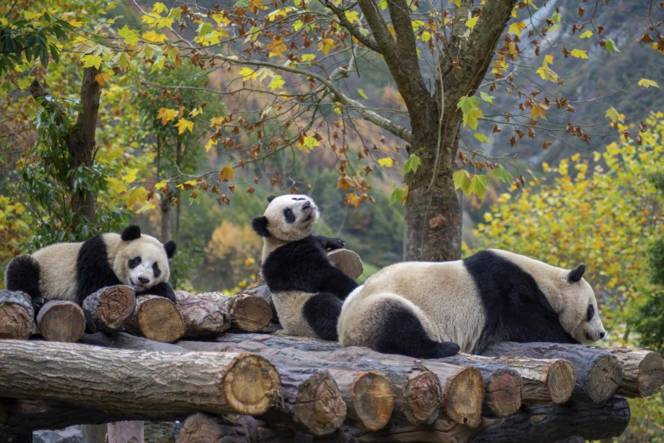 hình ảnh gấu trúc thành đô